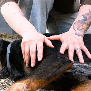 Gros plan sur les main de Morgane en train de masser l'épaule d'un chien allongé sur le côté.
