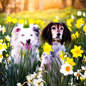 Berger australien et chien croisé épagneul breton assis côte à côte dans les jonquilles